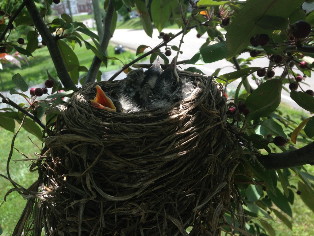 Baby Robins in the crabapple tree